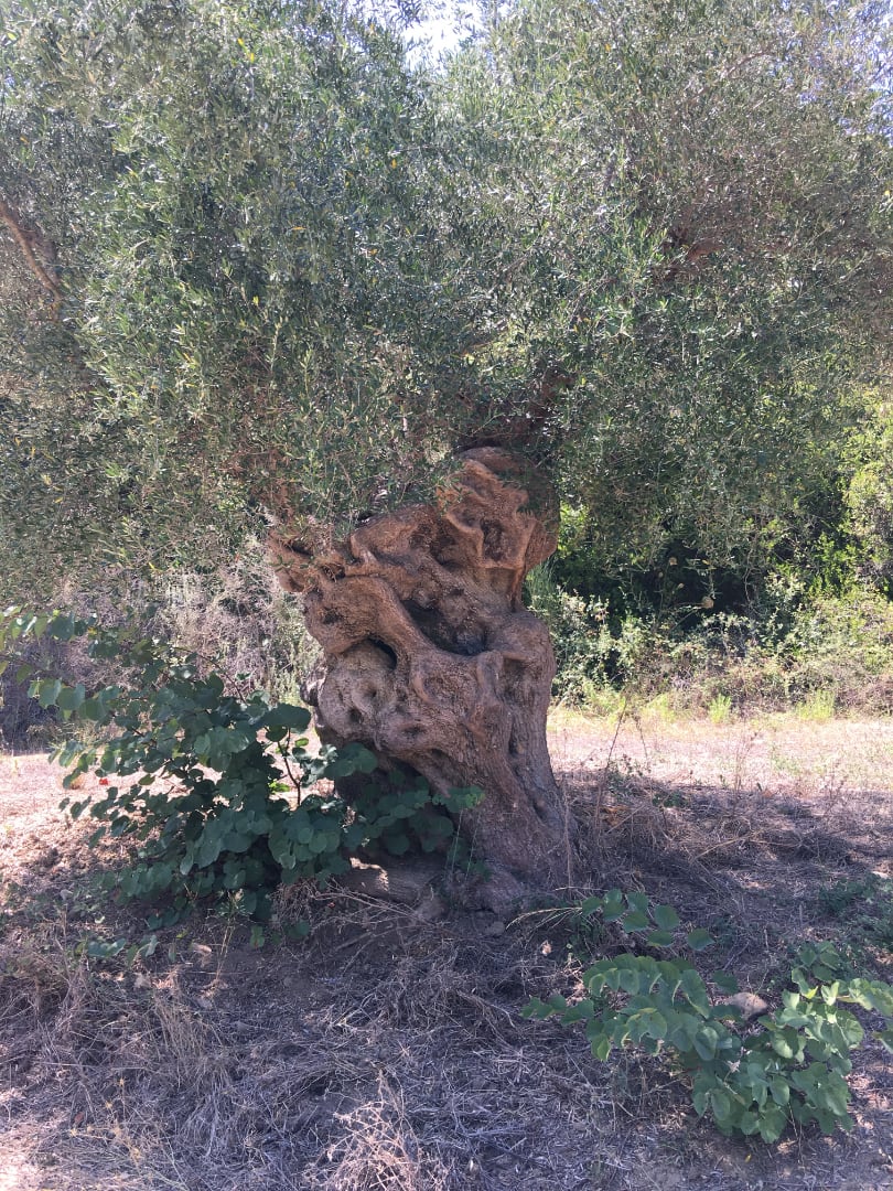 Alter Olivenbaum