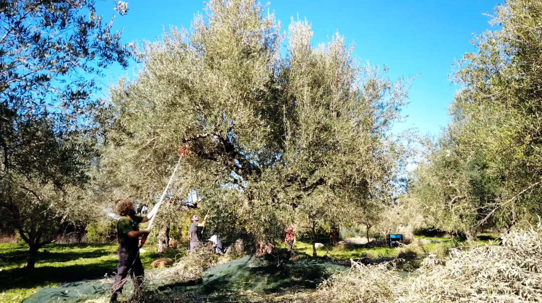 Olivenernte auf dem Peloponnes in Griechenland