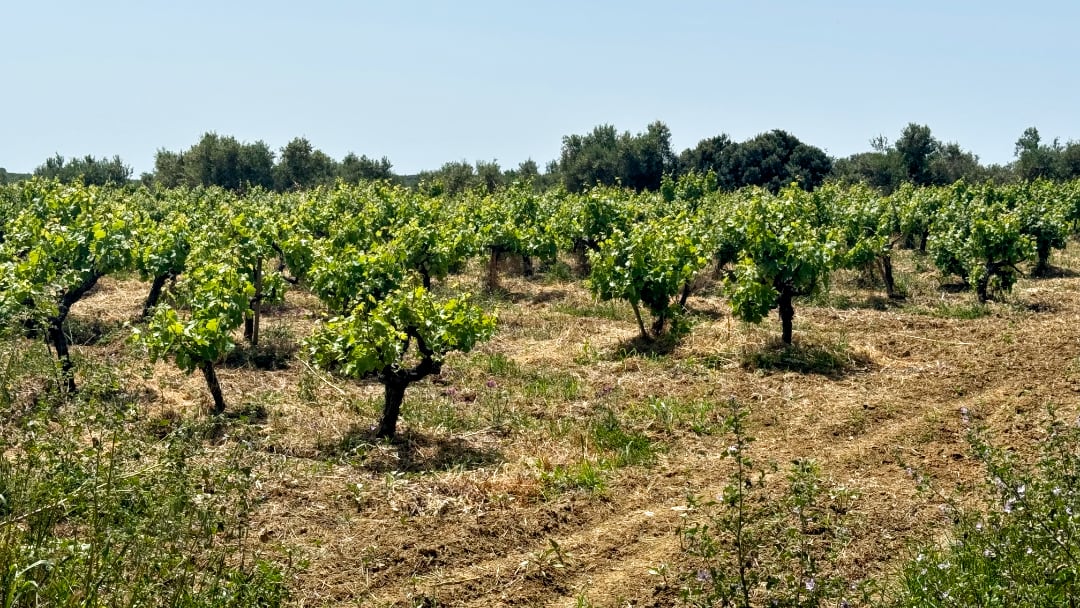 Weinanbau Feld auf dem Peloponnes